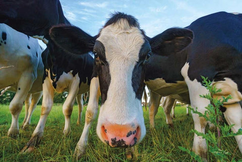 Moo White Modern Wood Framed Art Print with Double Matting by Podt, Martin