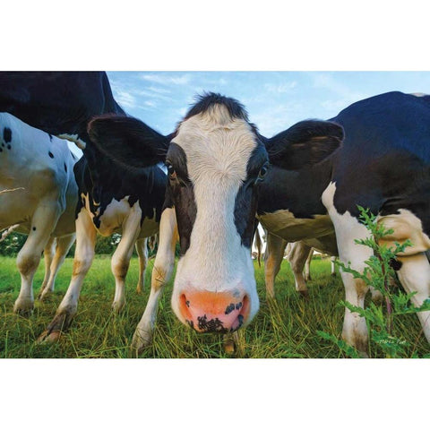 Moo Black Modern Wood Framed Art Print by Podt, Martin