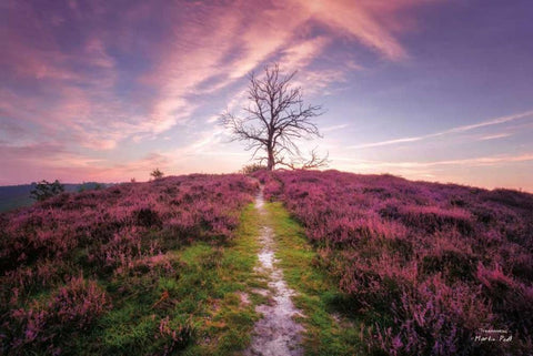 Treemendous White Modern Wood Framed Art Print with Double Matting by Podt, Martin