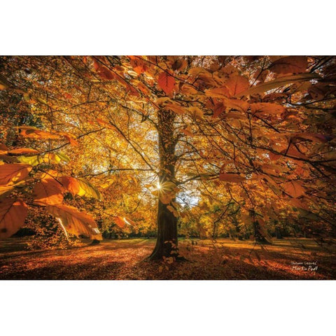 Autumn Leaves Black Modern Wood Framed Art Print with Double Matting by Podt, Martin