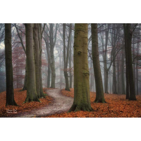 Autumn Path White Modern Wood Framed Art Print by Podt, Martin