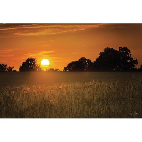 Fields of Gold White Modern Wood Framed Art Print by Podt, Martin