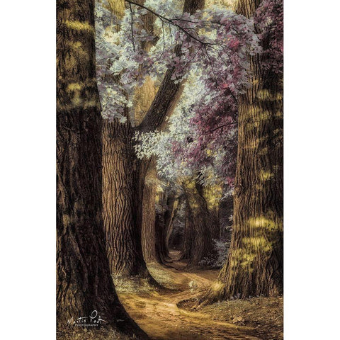 Fluffy Road Gold Ornate Wood Framed Art Print with Double Matting by Podt, Martin