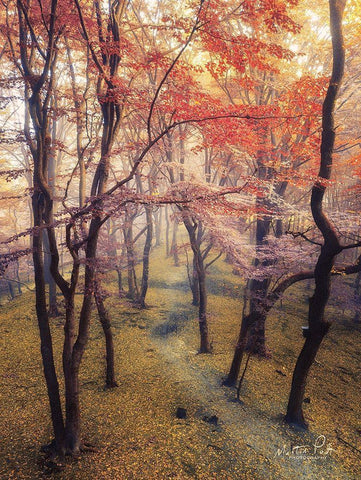 High Up in the Trees White Modern Wood Framed Art Print with Double Matting by Podt, Martin