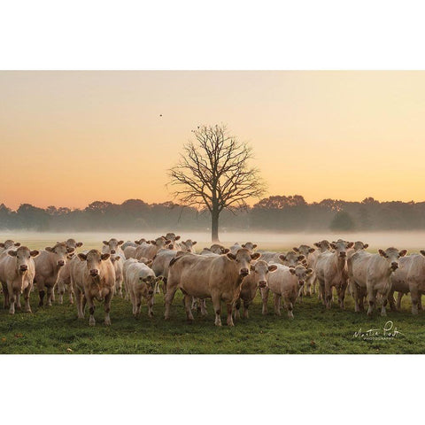 Just Come Cows and A Dead Tree White Modern Wood Framed Art Print by Podt, Martin