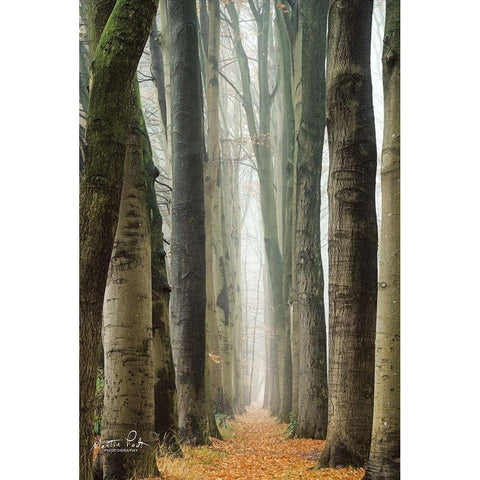 Narrow Alley in the Netherlands     White Modern Wood Framed Art Print by Podt, Martin