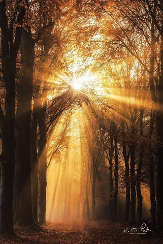 Sunburst     Black Ornate Wood Framed Art Print with Double Matting by Podt, Martin