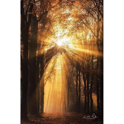 Sunburst     Black Modern Wood Framed Art Print with Double Matting by Podt, Martin