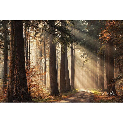 Fresh Autumn Light Black Modern Wood Framed Art Print with Double Matting by Podt, Martin