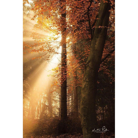 The Best of Autumn White Modern Wood Framed Art Print by Podt, Martin