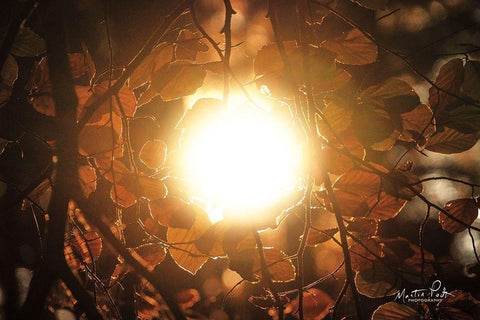 Into the Sun Black Ornate Wood Framed Art Print with Double Matting by Podt, Martin