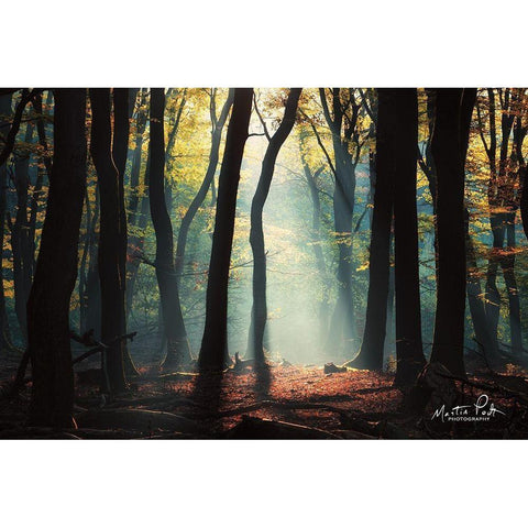 Forest Blues Black Modern Wood Framed Art Print with Double Matting by Podt, Martin