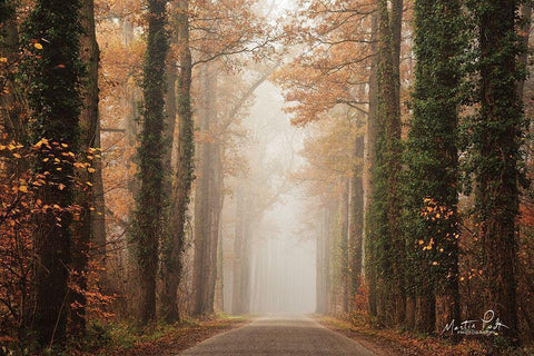 Foggy Autumn Road   White Modern Wood Framed Art Print with Double Matting by Podt, Martin