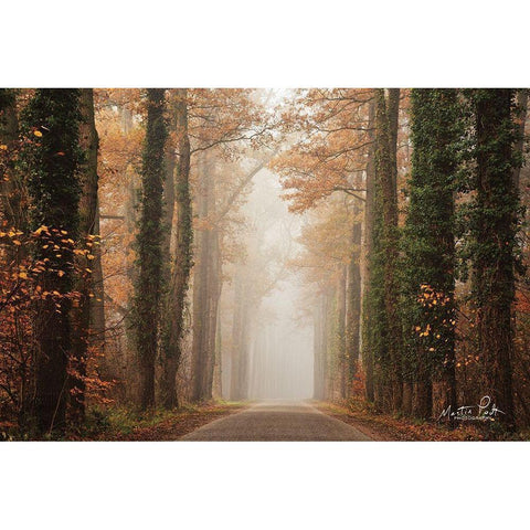 Foggy Autumn Road   Gold Ornate Wood Framed Art Print with Double Matting by Podt, Martin