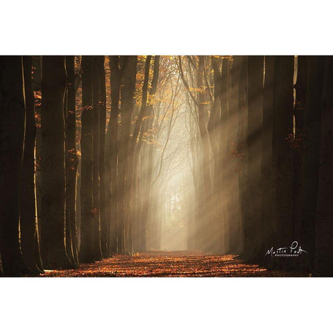 Classic Shot   Gold Ornate Wood Framed Art Print with Double Matting by Podt, Martin