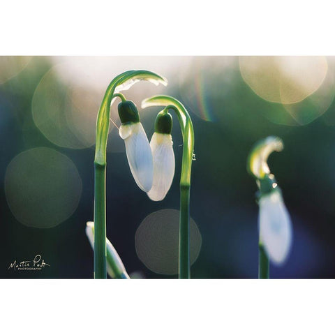 Snowdrops I  Black Modern Wood Framed Art Print with Double Matting by Podt, Martin