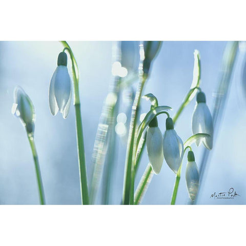 Couple of Snowdrops  Black Modern Wood Framed Art Print with Double Matting by Podt, Martin