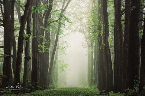 Moisture is the Essence of Wetness    White Modern Wood Framed Art Print with Double Matting by Podt, Martin