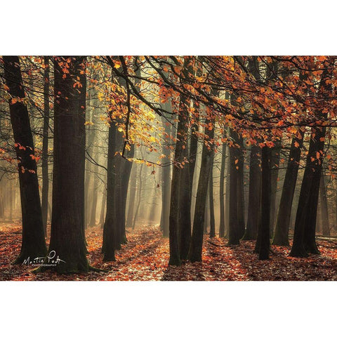 Bunch of Trees Black Modern Wood Framed Art Print by Podt, Martin