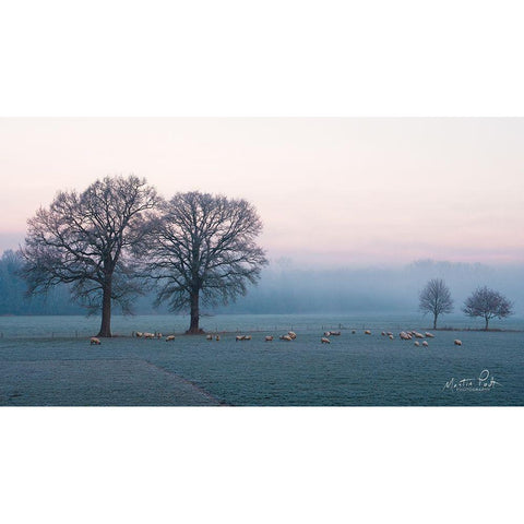 Sheep on a Cold Morning Black Modern Wood Framed Art Print with Double Matting by Podt, Martin