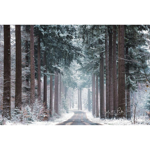 Pines in Winter Dress Black Modern Wood Framed Art Print with Double Matting by Podt, Martin
