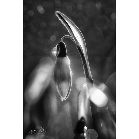 Snowdrops in Black and White Gold Ornate Wood Framed Art Print with Double Matting by Podt, Martin