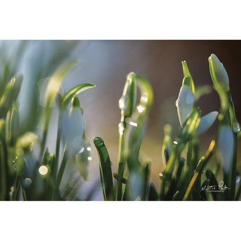 Snowdrops II White Modern Wood Framed Art Print by Podt, Martin