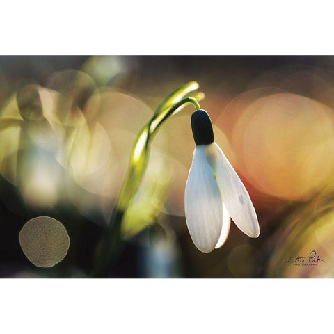Snowdrops III Black Modern Wood Framed Art Print by Podt, Martin