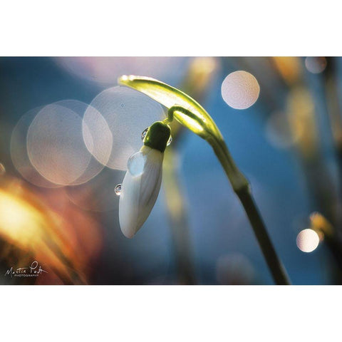 Snowdrops IV White Modern Wood Framed Art Print by Podt, Martin