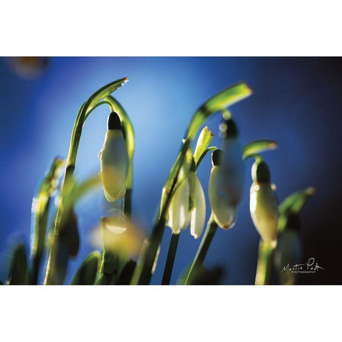 Snowdrops V Black Modern Wood Framed Art Print by Podt, Martin