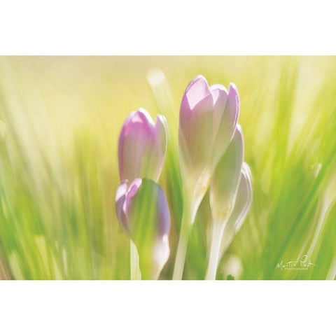Soft Crocus Black Modern Wood Framed Art Print by Podt, Martin