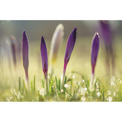 Four in a Row Black Modern Wood Framed Art Print with Double Matting by Podt, Martin