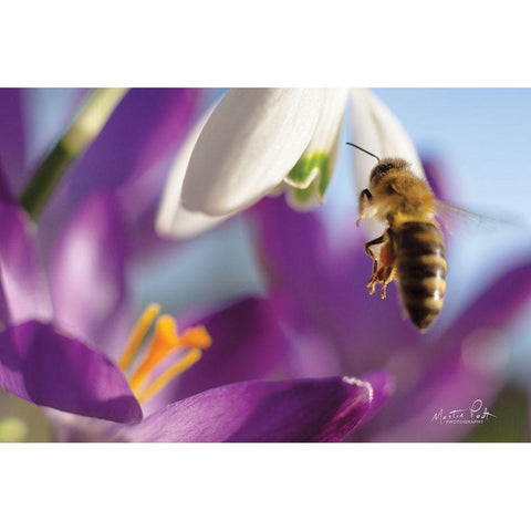 Bee I White Modern Wood Framed Art Print by Podt, Martin