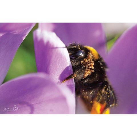 Bee II Black Modern Wood Framed Art Print by Podt, Martin