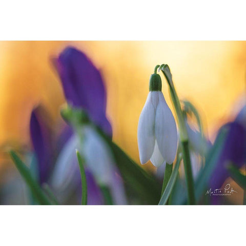 Snowdrop at Sunset Gold Ornate Wood Framed Art Print with Double Matting by Podt, Martin