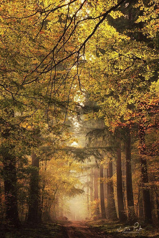 Memories of the Past White Modern Wood Framed Art Print with Double Matting by Podt, Martin