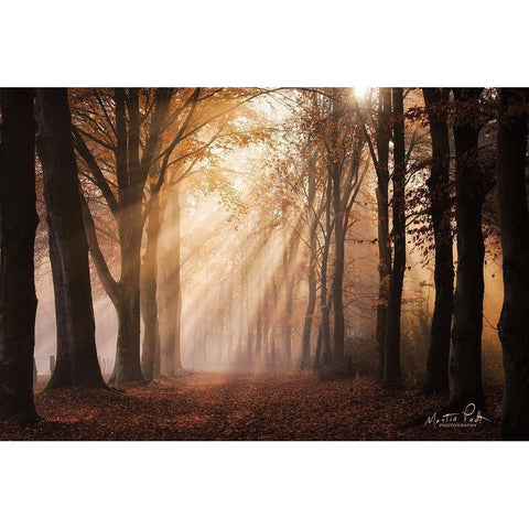 Look for the Light in All Things Gold Ornate Wood Framed Art Print with Double Matting by Podt, Martin