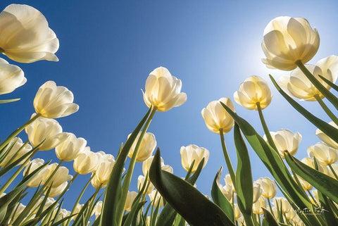 Look Up in White      White Modern Wood Framed Art Print with Double Matting by Podt, Martin