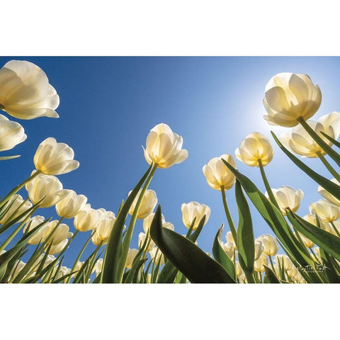 Look Up in White      White Modern Wood Framed Art Print by Podt, Martin