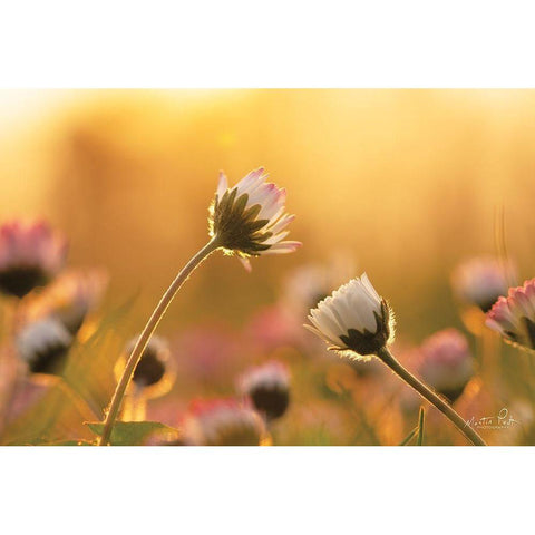 Daisies     Gold Ornate Wood Framed Art Print with Double Matting by Podt, Martin