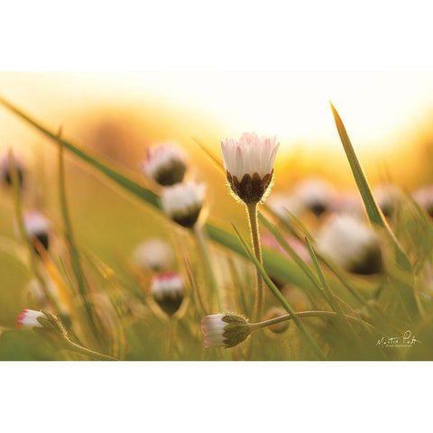 Daisy at Sunset     Gold Ornate Wood Framed Art Print with Double Matting by Podt, Martin