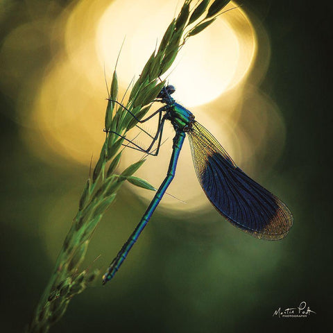 Damselfly in Backlight White Modern Wood Framed Art Print with Double Matting by Podt, Martin
