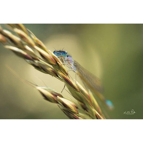 Damselfly Black Modern Wood Framed Art Print with Double Matting by Podt, Martin