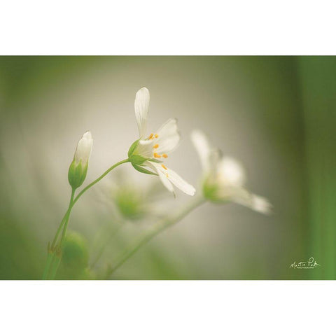 Stellaria Gold Ornate Wood Framed Art Print with Double Matting by Podt, Martin