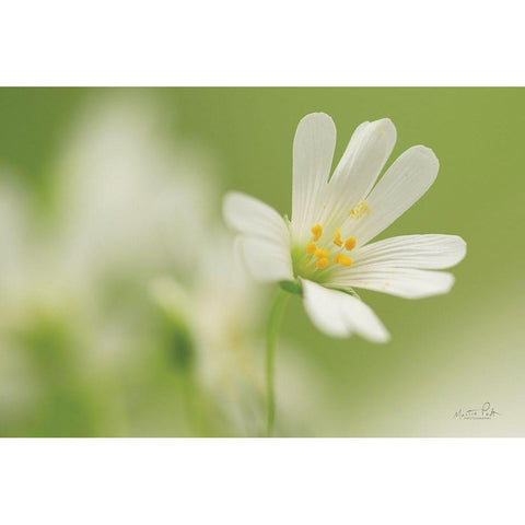 Stellaria Holostea Black Modern Wood Framed Art Print with Double Matting by Podt, Martin