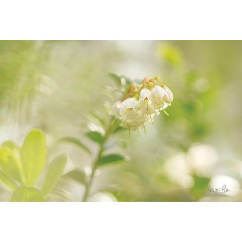 Lingonberry Black Modern Wood Framed Art Print by Podt, Martin