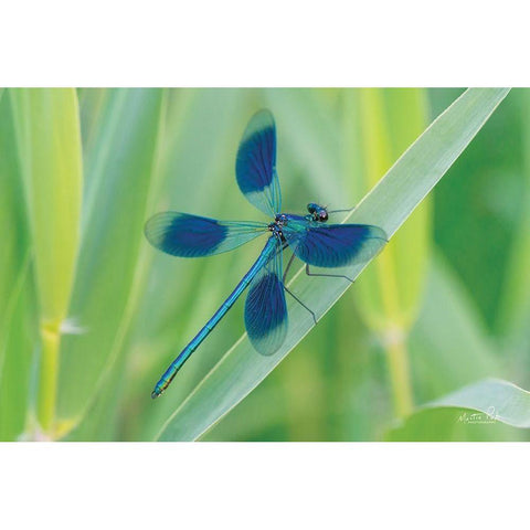 Damselfly in Blue Black Modern Wood Framed Art Print with Double Matting by Podt, Martin