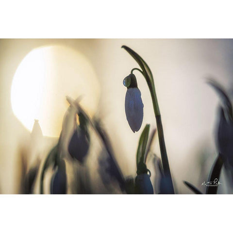 Backlit Snowdrop Gold Ornate Wood Framed Art Print with Double Matting by Podt, Martin