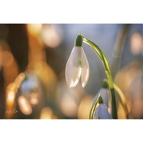 Shining Beauty Black Modern Wood Framed Art Print by Podt, Martin