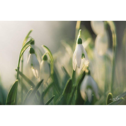 Snowdrops Black Modern Wood Framed Art Print with Double Matting by Podt, Martin